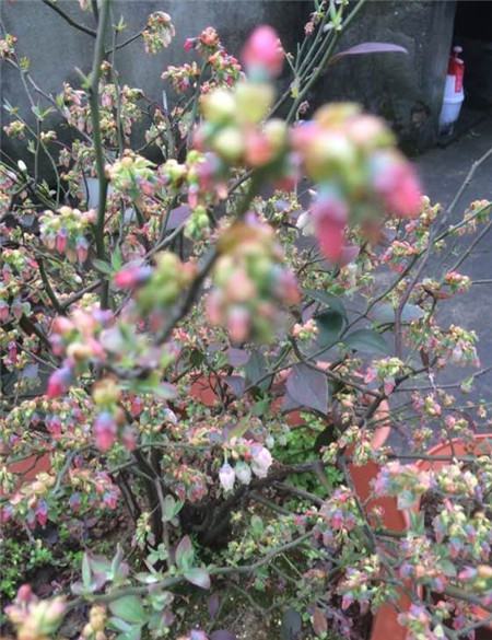 蓝莓的花芽的修剪 蓝莓的花芽的修剪