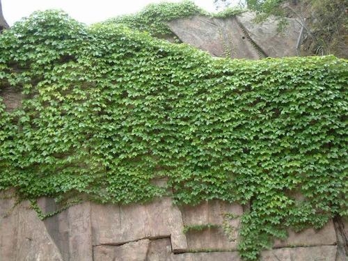 墙上的攀缘植物 墙上的攀缘植物