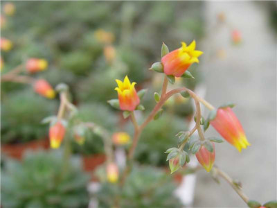及时疏蕾 及时疏蕾