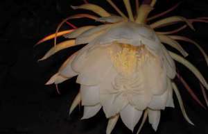 昙花的产地分布