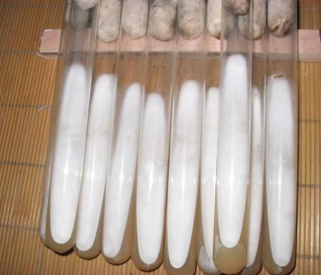 黑木耳菌种如何选?