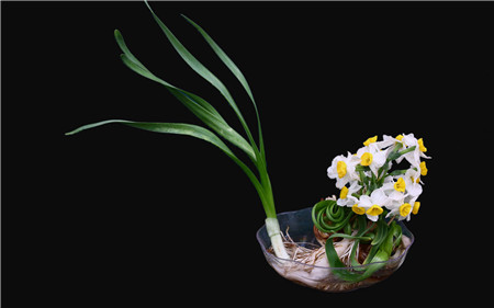 水仙花适时开花方法:准确的养殖时间 水仙花适时开花方法:准确的养殖时间