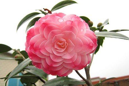 茶花 茶花