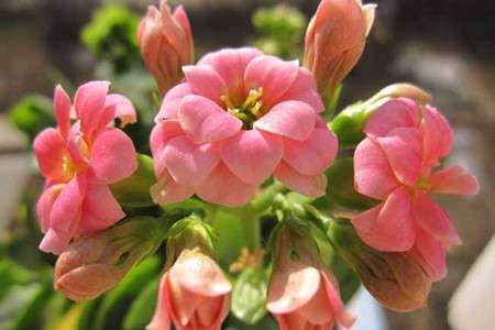 长寿花 长寿花