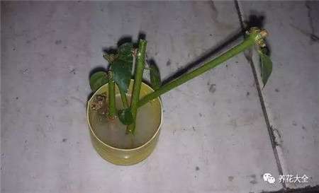 生根粉 生根粉