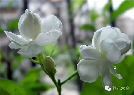 茉莉 茉莉