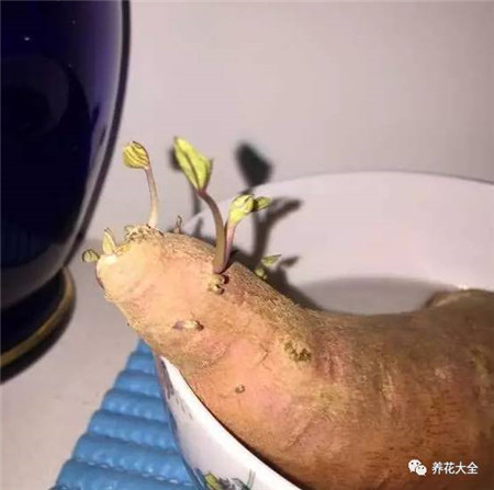 长出小芽 长出小芽