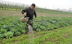 芹菜怎样追肥