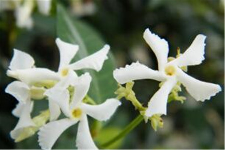 风车茉莉 风车茉莉