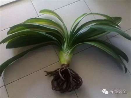 如何判断植物烂根 如何判断植物烂根