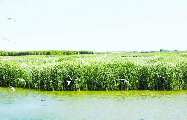 甘肃湿地保护.jpg