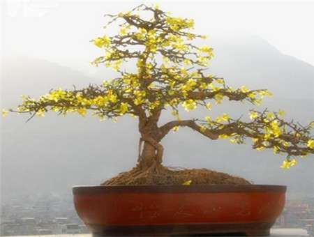 迎春花盆景