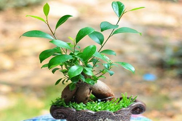 人参榕冬天怎么养 人参榕冬天怎么养