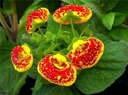 蒲包花 蒲包花