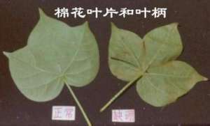 棉花缺硼是什么症状-