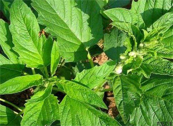 芝麻疫病防治方法