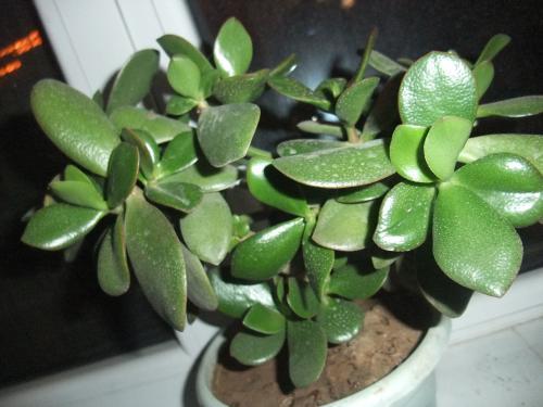玉树 玉树