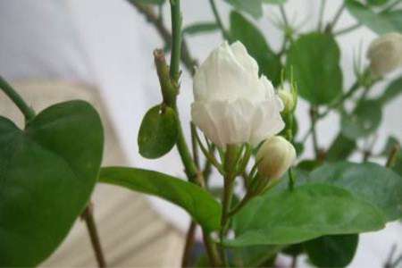 茉莉 茉莉