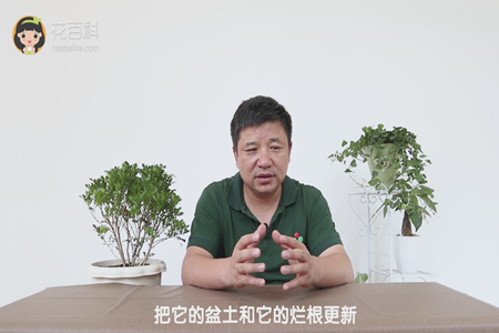 把它的盆土和它的烂根更新 把它的盆土和它的烂根更新