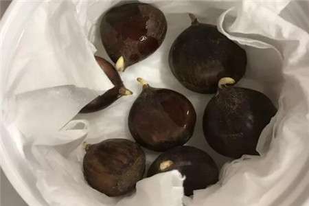 板栗 板栗