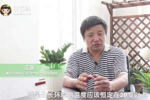 金钱树怎么分盆