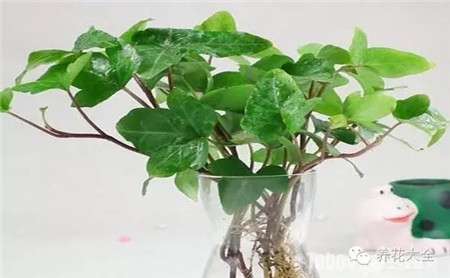 常春藤水培 常春藤水培