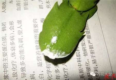 粘上生根粉 粘上生根粉