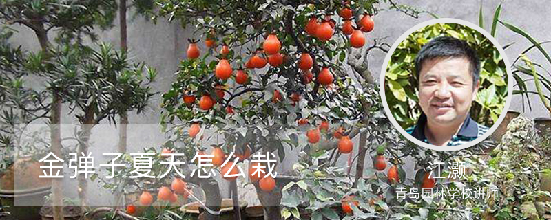 金弹子夏天怎么栽 金弹子夏天怎么栽