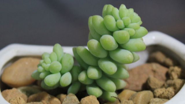 新玉缀的养殖方法 新玉缀的养殖方法