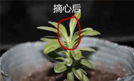 矮牵牛摘心后 矮牵牛摘心后