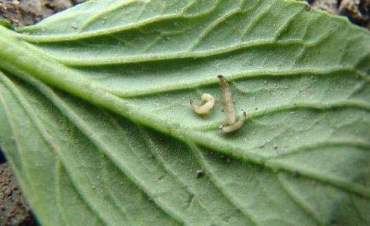 种大白菜怎样防治黄宽条跳甲?