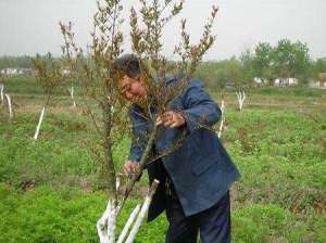 石榴树种植：石榴树秋季修剪有什么用？