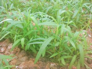 介绍:空心菜种植技术