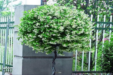 风车茉莉 风车茉莉