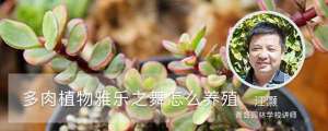 多肉植物雅乐之舞怎么养殖，一年能长多大