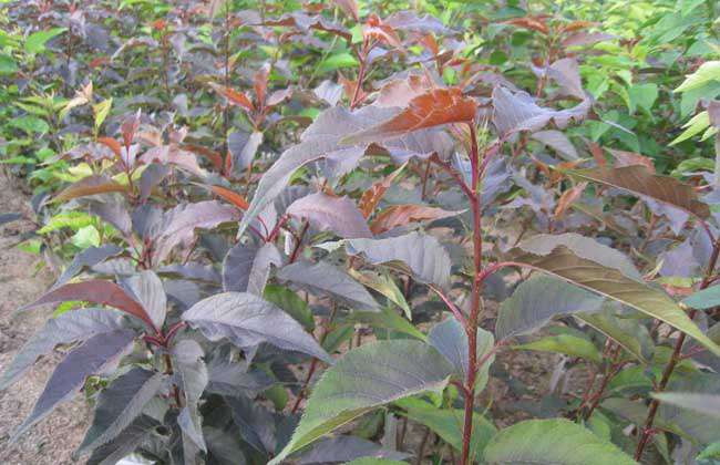 海棠幼苗价格及种植方法