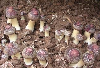 大球盖菇种植:栽培大球盖菇怎么覆土好?