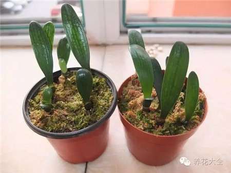 装进花盆 装进花盆
