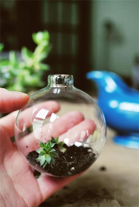 多肉植物玻璃球盆景制作 多肉植物玻璃球盆景制作