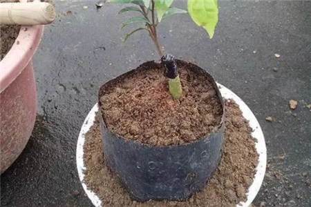 剪断小苗 剪断小苗