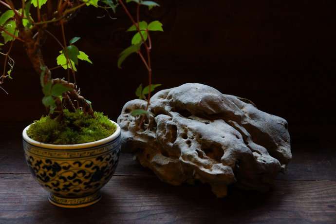 盆栽爬山虎景观 盆栽爬山虎景观