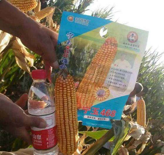 宁玉468玉米品种怎么样?