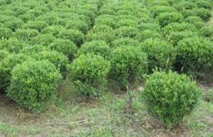 冬青球怎么种植栽培？