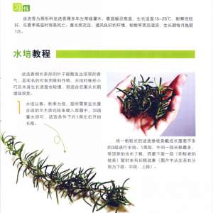 水养迷迭香的方法
