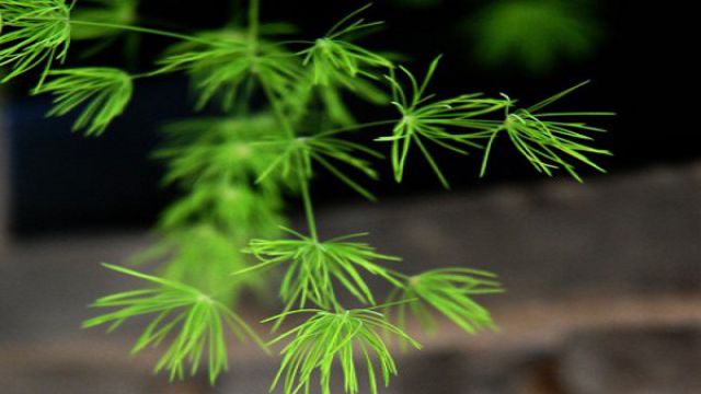蓬莱松可以放卧室吗 蓬莱松可以放卧室吗