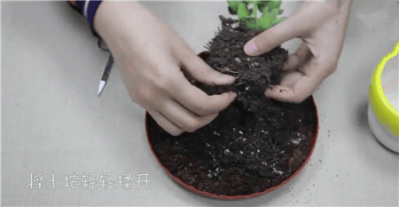 整理一下植株 整理一下植株