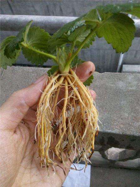 草莓 草莓