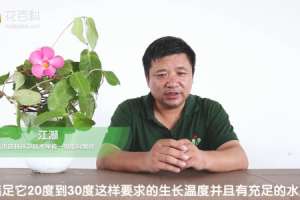 飘香藤好养吗