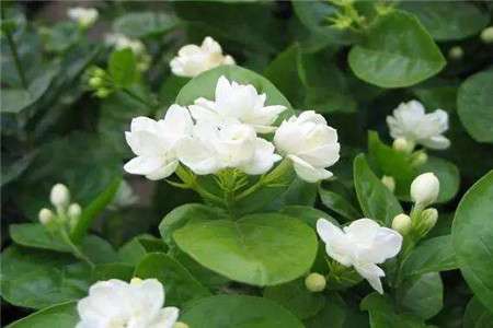 茉莉 茉莉