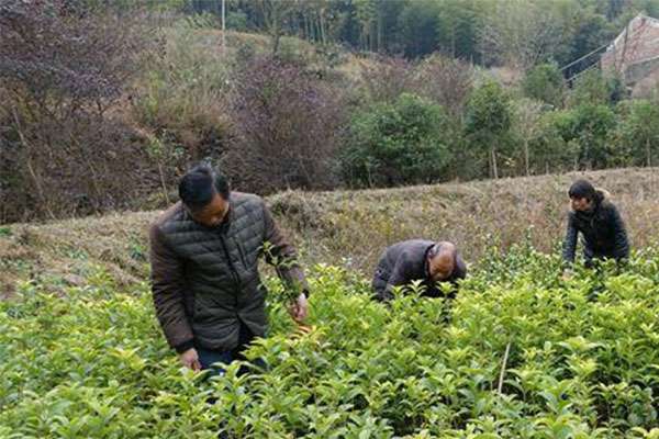 花门镇：花卉苗木“俏”四方.jpg